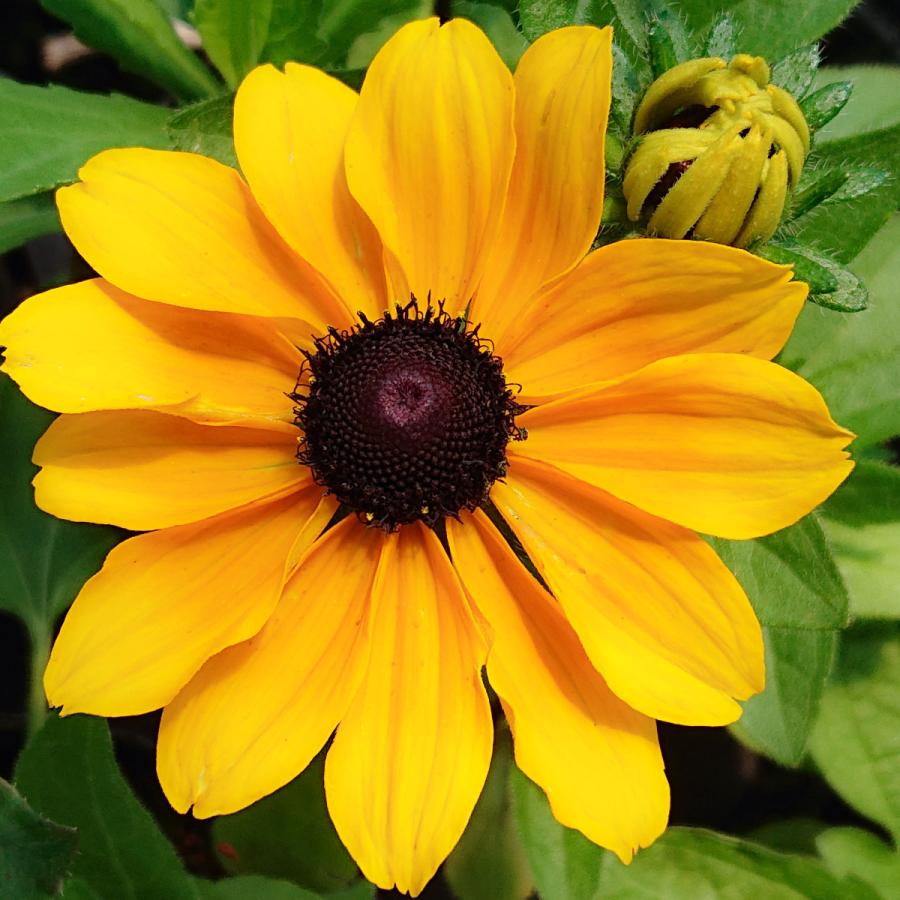 花苗 ルドベキア 耐暑性 よく咲く 黄色 トトゴールド コンパクト 3 5号ポット 丈夫 夏の