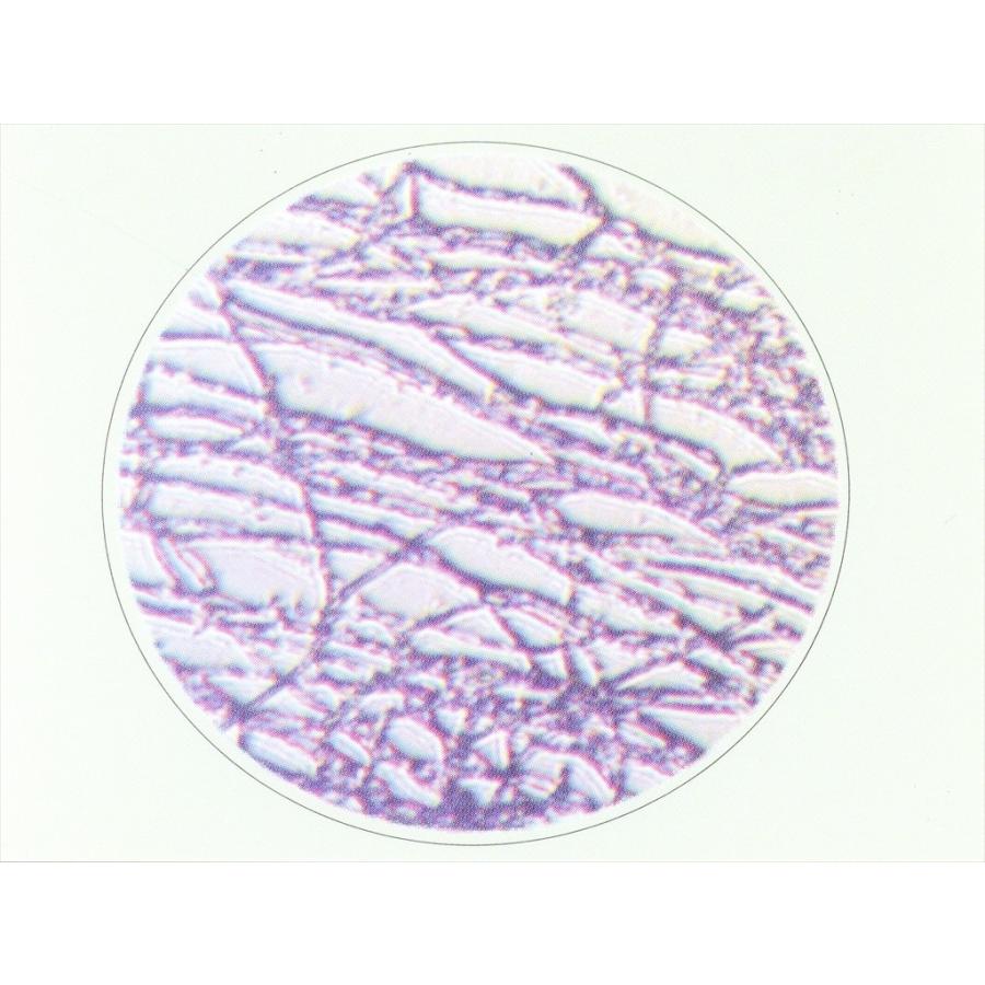 Leihoh 冬虫夏草 漢方 効能 男性機能 滋養強壮 ED 勃起不全 サプリ 免疫力アップ 漢方 効能 冬虫夏草