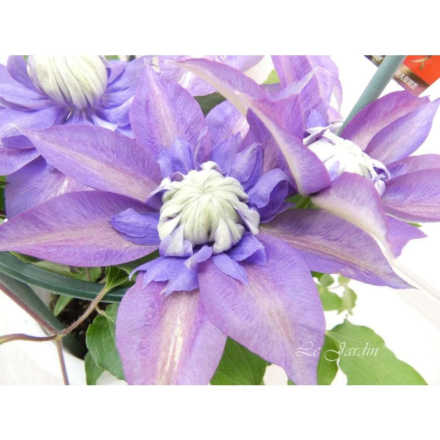 マジックフォンテーン（大苗・開花株）】早咲き大輪系万重咲き