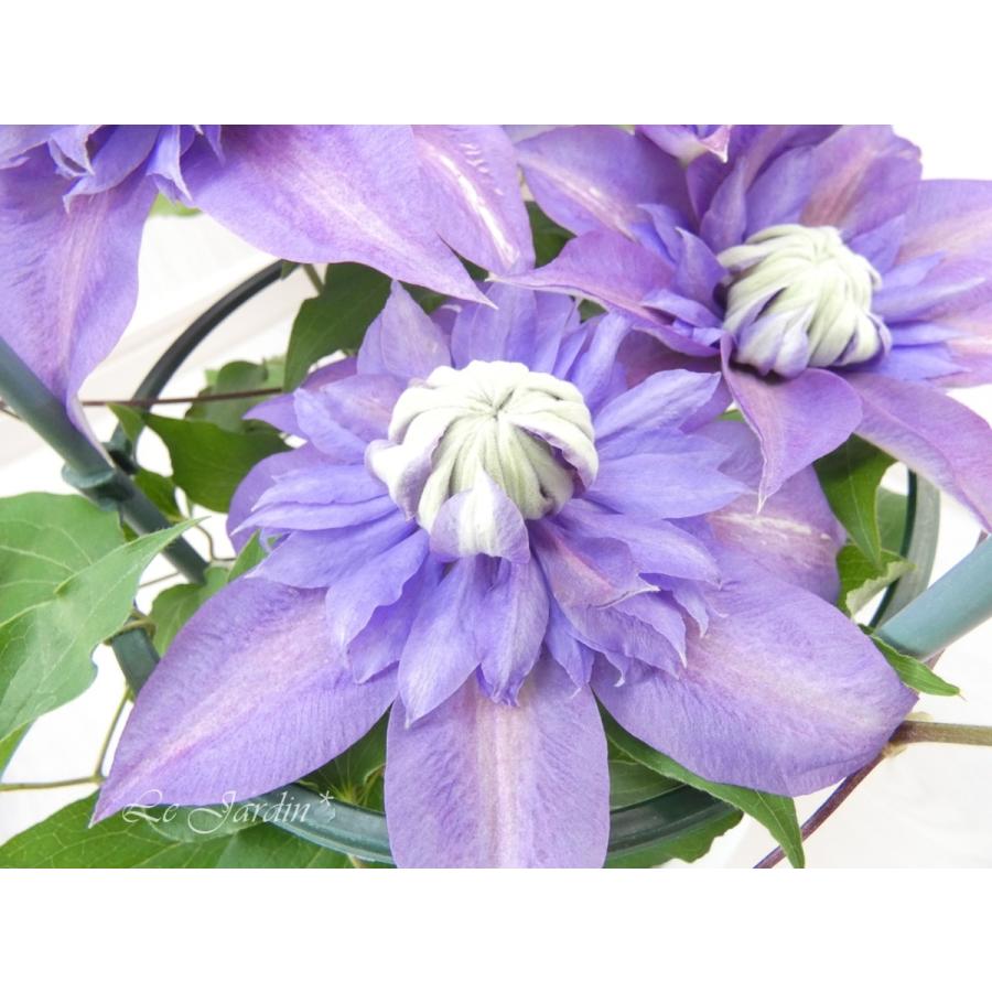 マジックフォンテーン（大苗・開花株）】早咲き大輪系万重咲き