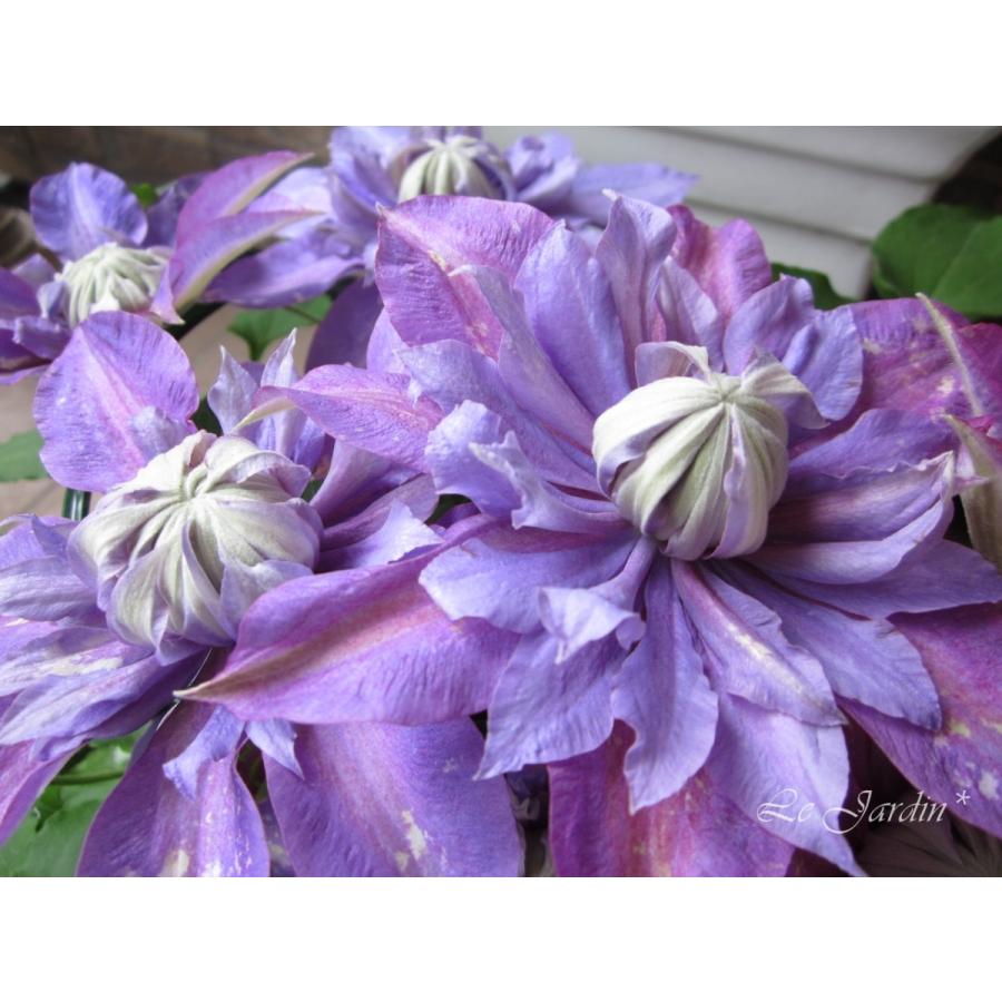 マジックフォンテーン（大苗・開花株）】早咲き大輪系万重咲き