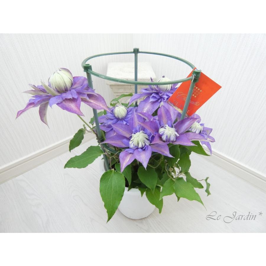 マジックフォンテーン（大苗・開花株）】早咲き大輪系万重咲き