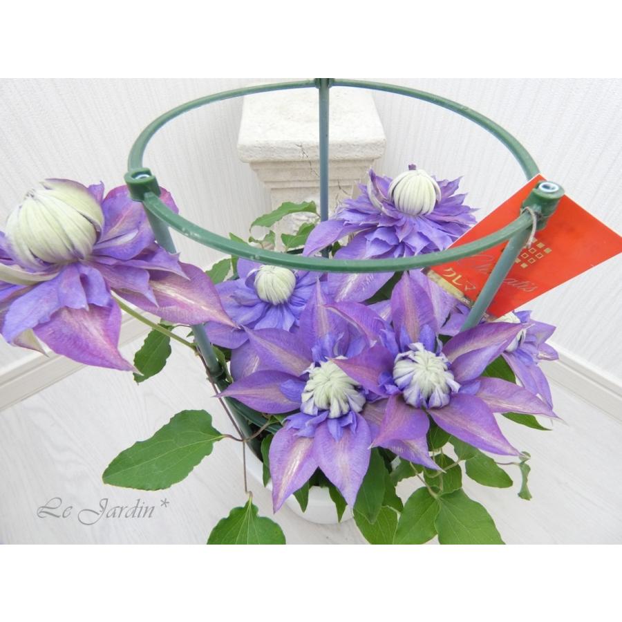 マジックフォンテーン（大苗・開花株）】早咲き大輪系万重咲き