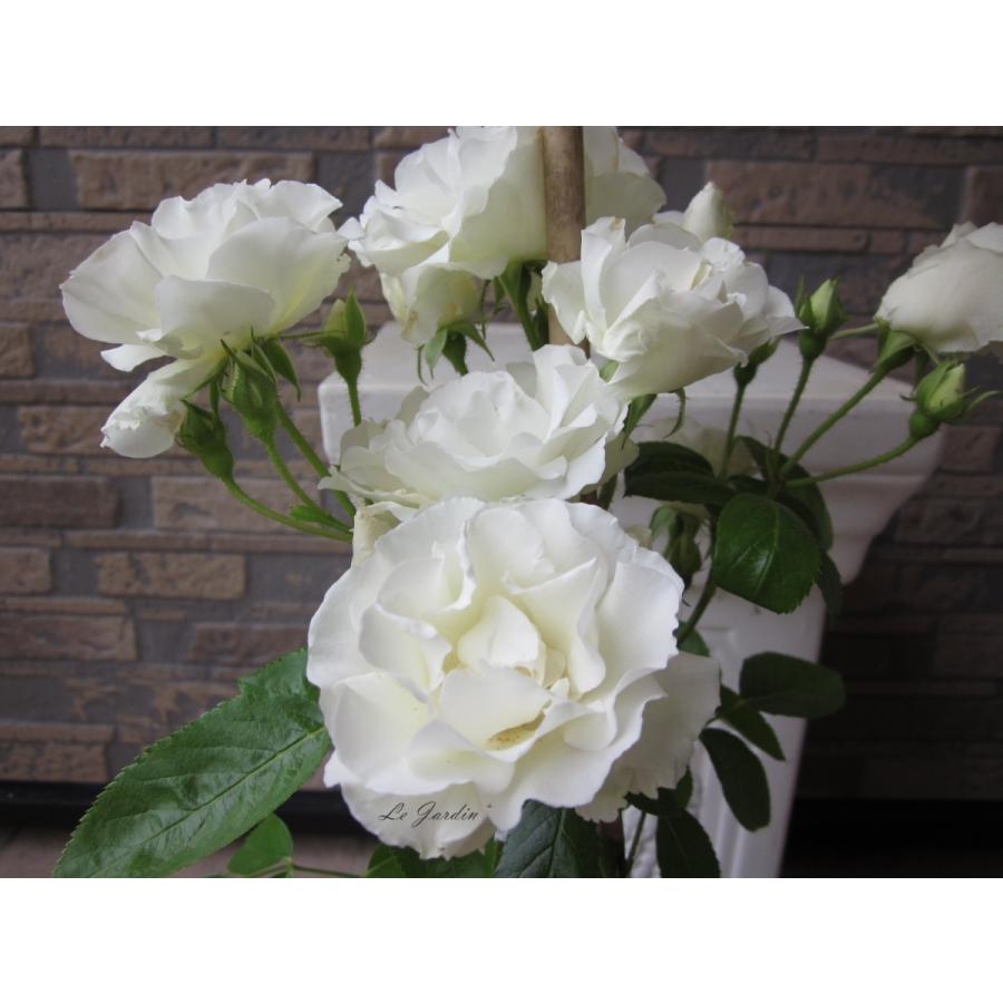 つるサマースノー 新苗 白のフリル花弁が可愛いつるバラ 121 2 Le Jardin 通販 Yahoo ショッピング