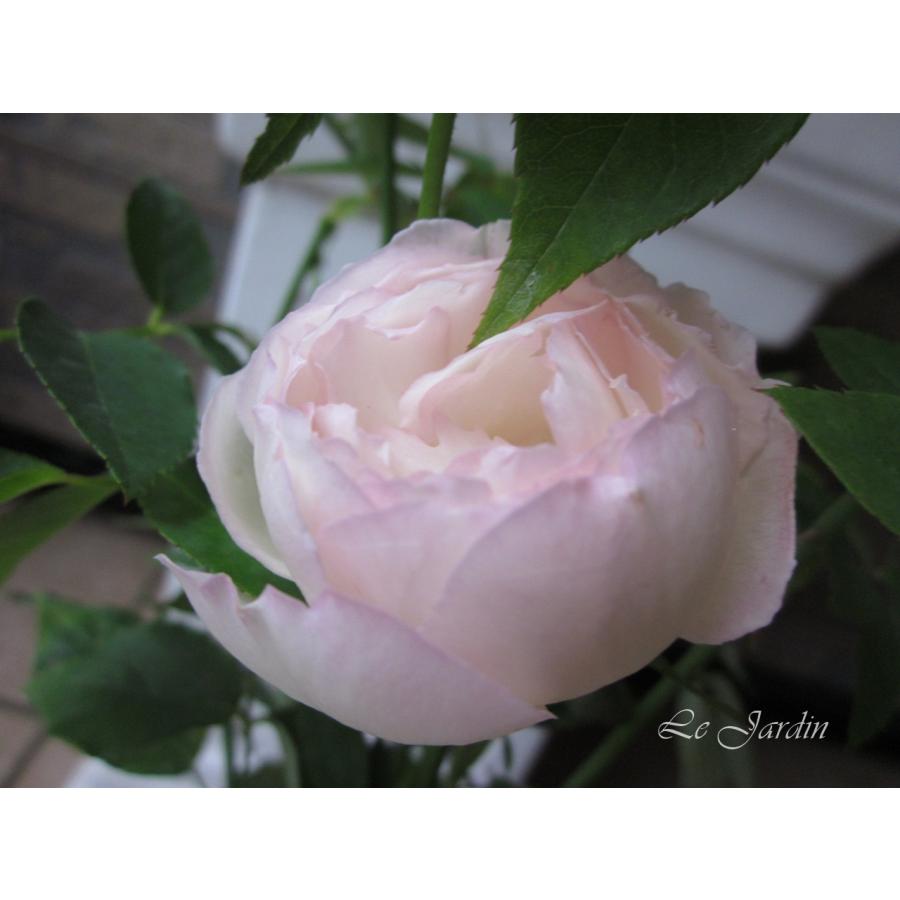 ホワイト デュセス ドゥ ブラバン 新苗 強香 ホワイトのカップ咲きオールドローズ 四季咲き 1213 Le Jardin 通販 Yahoo ショッピング