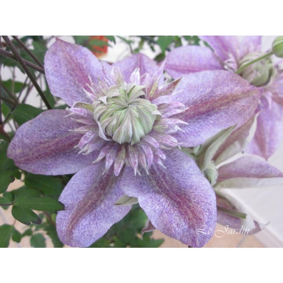 水面の妖精（大苗）】新品種！万重咲きクレマチス（四季咲き）6寸鉢