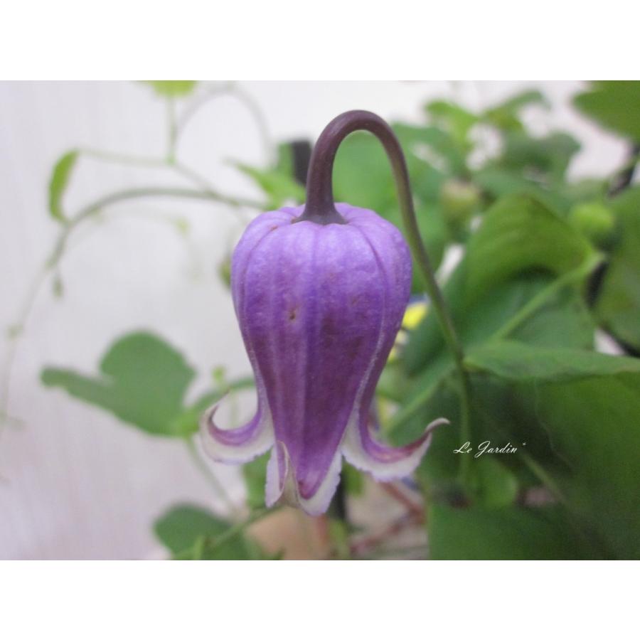 紫の壺 真打 : Le Jardin - 通販 - Yahoo!ショッピング 紫の壺 真打 : Le Jardin - 通販 - Yahoo!ショッピング