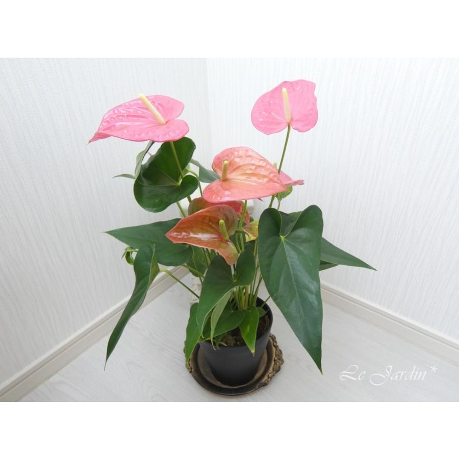 アンスリウム ピンク ハート型のお花が可愛い観葉植物です ５寸鉢 Wojh9vpmnu 花 ガーデニング Sprintmart Com