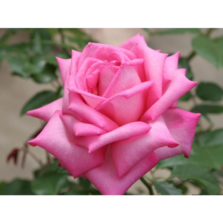 優しいピンクのバラ・四季咲き・HT・ハイブリッドティ
