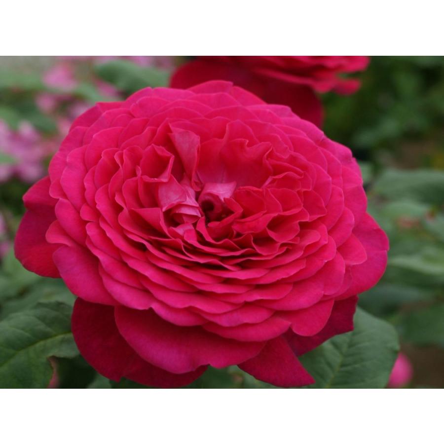 ゲーテ ローズ 新苗 強香 ディープピンクのお花 香りを楽しむバラ 四季咲き Ht ハイブリッドティ 1626 Le Jardin 通販 Yahoo ショッピング