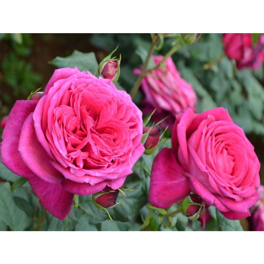 ゲーテ ローズ 新苗 強香 ディープピンクのお花 香りを楽しむバラ 四季咲き Ht ハイブリッドティ 1626 Le Jardin 通販 Yahoo ショッピング