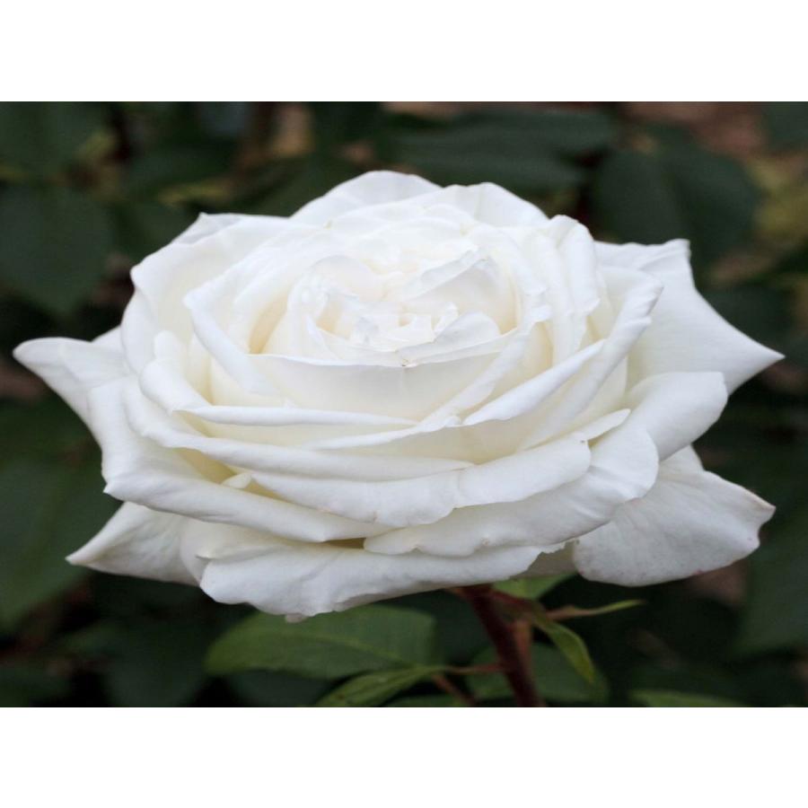 ビブ ラ マリエ 新苗 強香 オフホワイトのバラ 四季咲き ｈｔ ハイブリッドティ Skazrsdtfd Www Vladamaricic Com