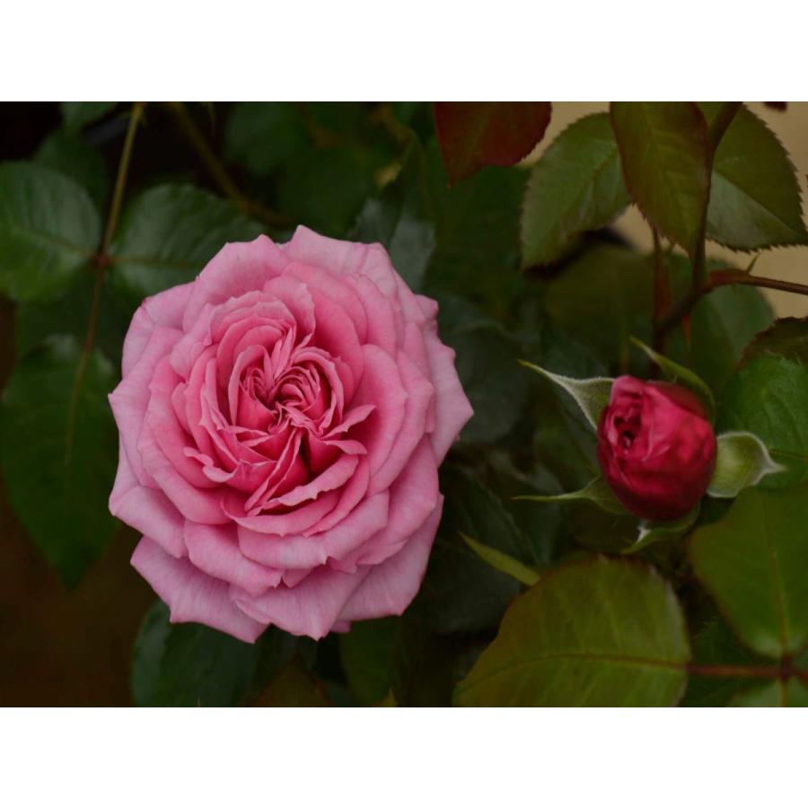 【フューチャー パフューム（新苗）】強香！ピンクのロゼット咲きのバラ・四季咲き・HT・ハイブリッドティ :1636:Le Jardin