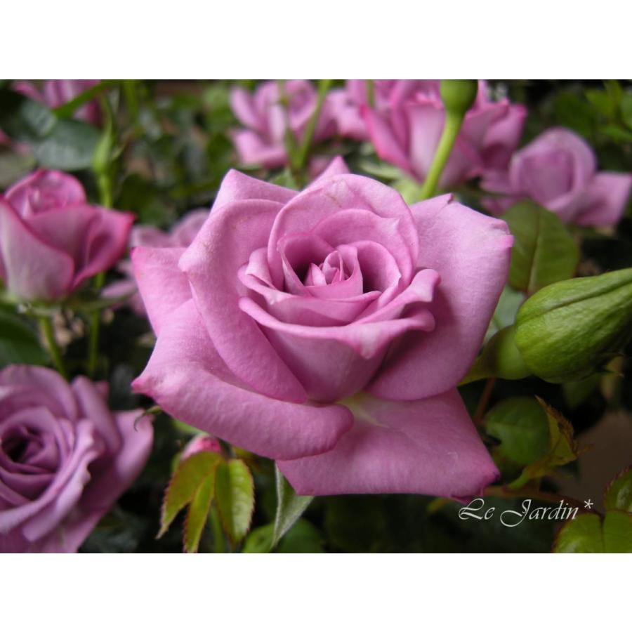 ラベンダー・コルダナ】上品なラベンダー色のミニバラ（四季咲き