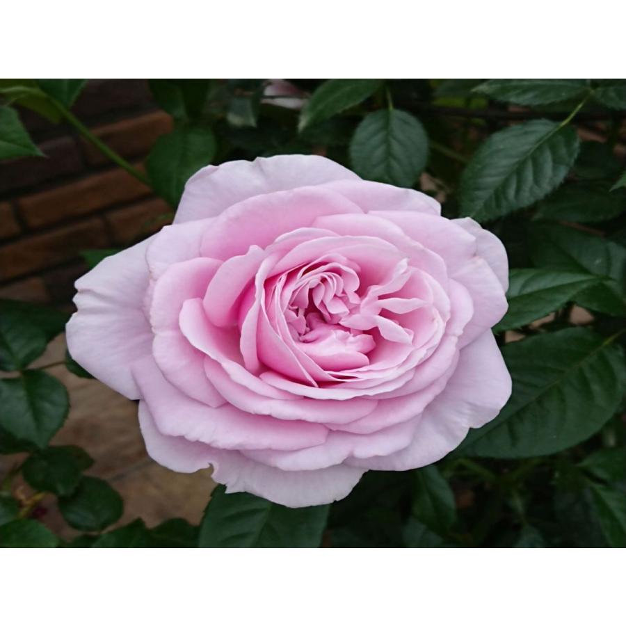 パフューム ドレス 新苗 強香 シルバーラベンダーのつるバラ 四季咲き 17 Le Jardin 通販 Yahoo ショッピング