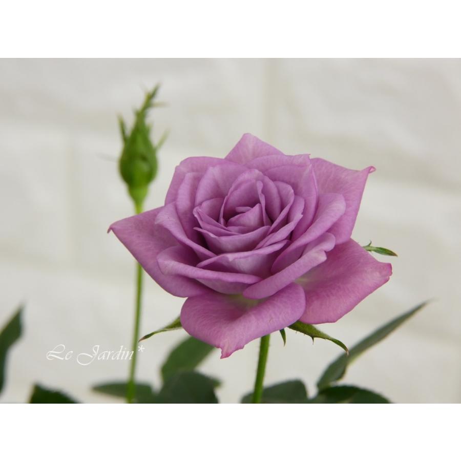 【shouko.m.m1965ページです】ラベンダー10本とミニ薔薇3本 ラベンダー・コルダナ】上品なラベンダー色のミニバラ（四季咲き