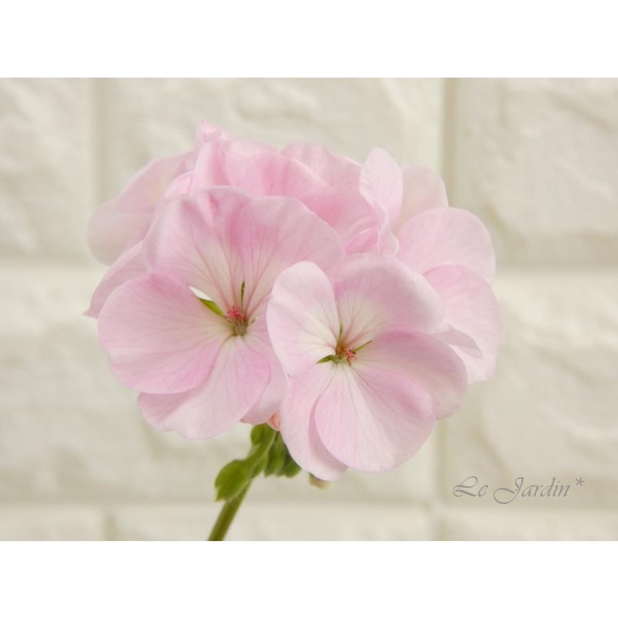 ゼラニウム 桜ピンク 1760 2 Le Jardin 通販 Yahoo ショッピング