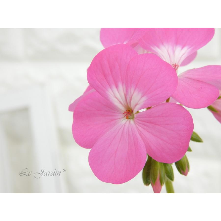 ゼラニウム ピンク 白 1760 5 Le Jardin 通販 Yahoo ショッピング