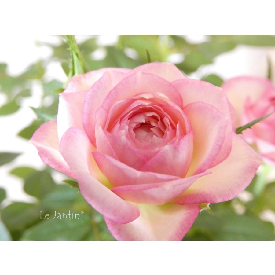 カルーセル・コルダナ】ピンクの覆輪がエレガントなミニバラ : Le