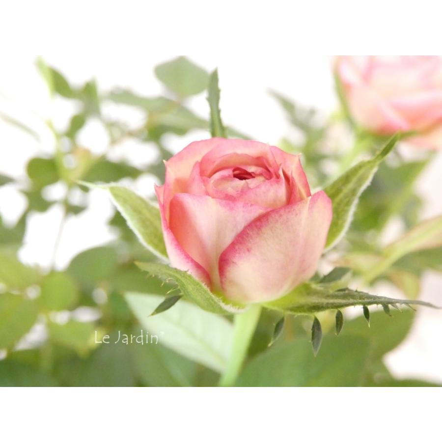 カルーセル・コルダナ】ピンクの覆輪がエレガントなミニバラ : Le