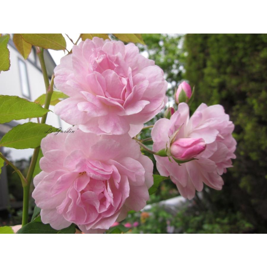 ブラッシュノアゼット オールドローズ 3年生苗 1株 ＊ ポット配送 四季咲き ブラッシュノアゼット オールドローズ 3年生苗 1株 ＊ ポット配送