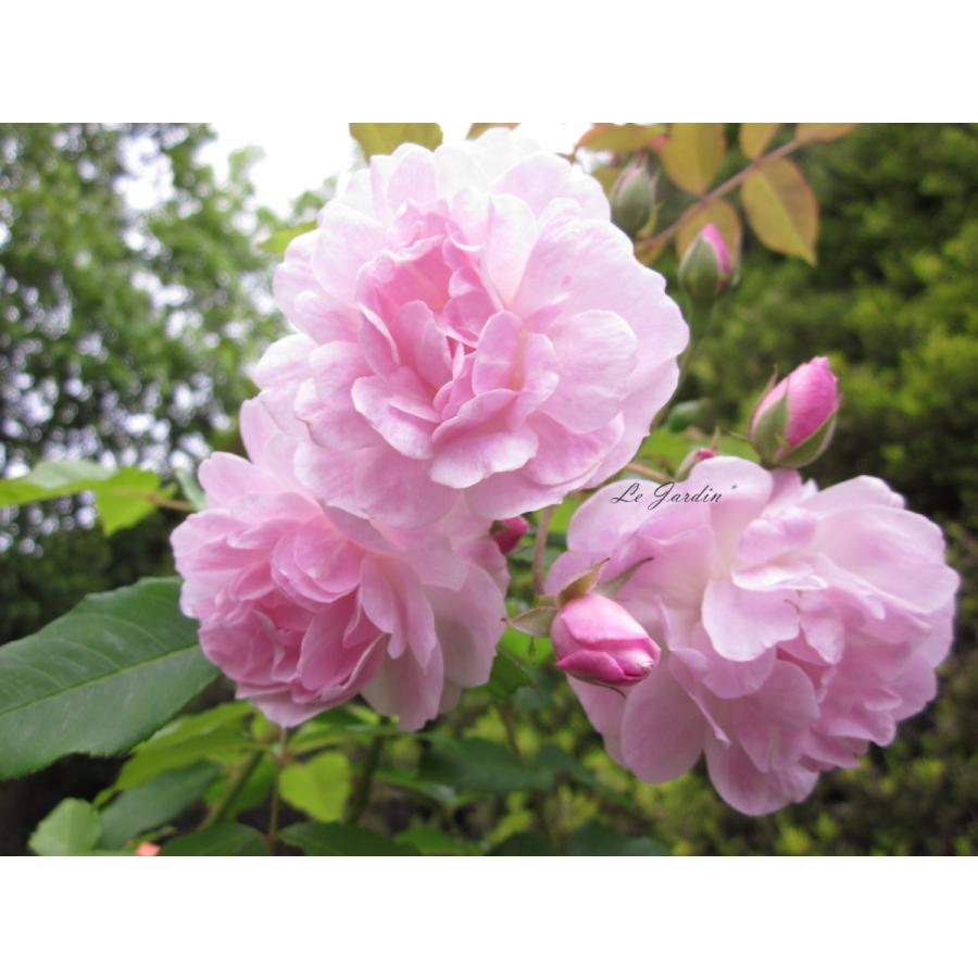 ブラッシュ・ノアゼット（新苗）】強香・淡ピンクのオールドローズ