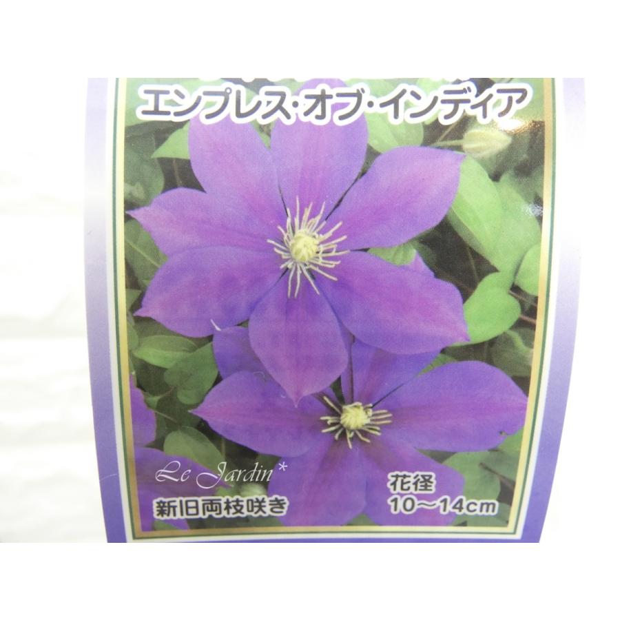 エンプレス オブ インディア 希少品種 赤紫の花色が魅力の遅咲き大輪 ジャックマニー 系クレマチス 13 Le Jardin 通販 Yahoo ショッピング