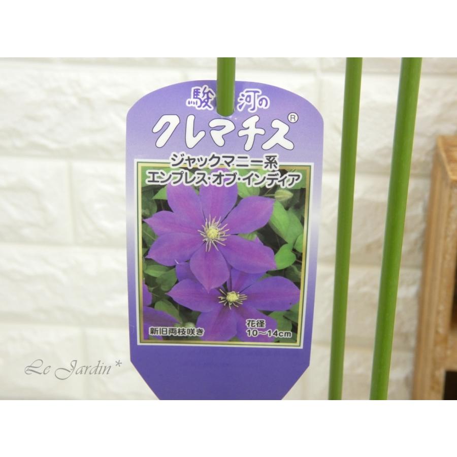エンプレス オブ インディア 希少品種 赤紫の花色が魅力の遅咲き大輪 ジャックマニー 系クレマチス 13 Le Jardin 通販 Yahoo ショッピング