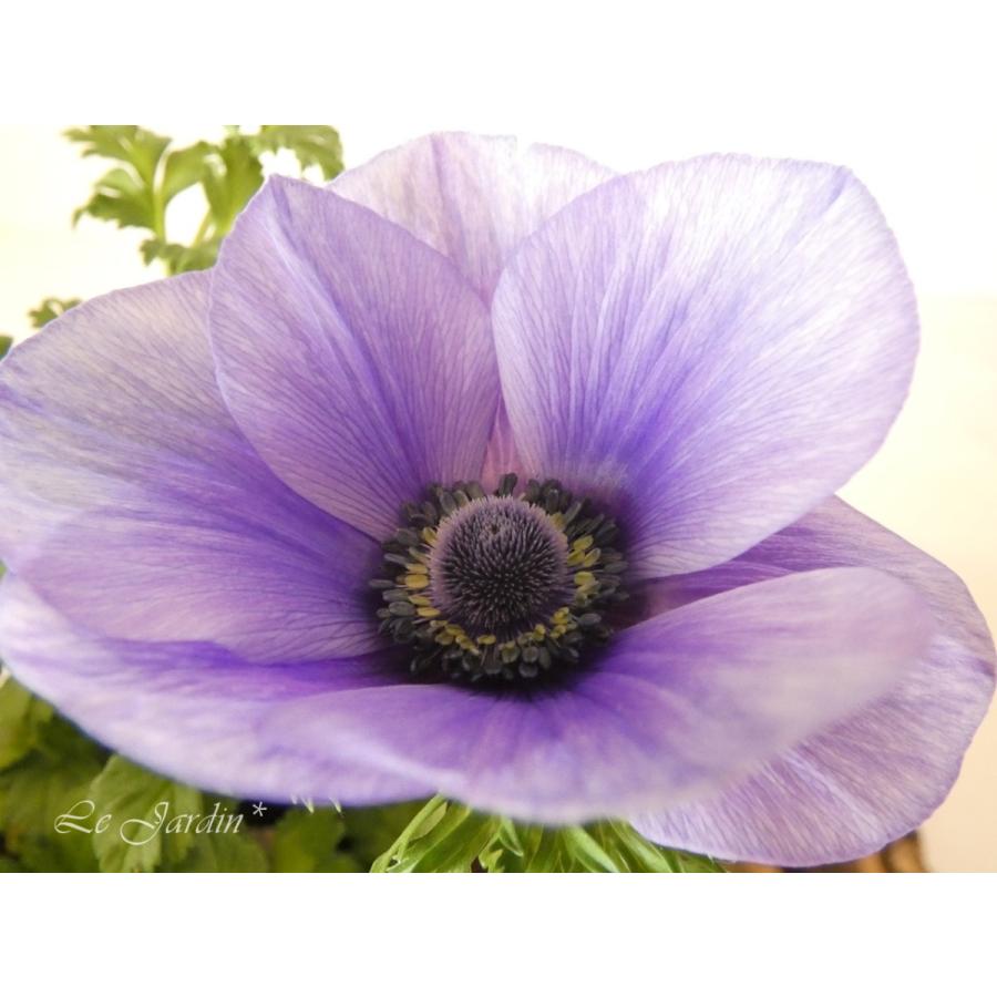 アネモネ Pandora（パンドラ）淡紫・一重咲き】秋〜春の花壇を彩る花色