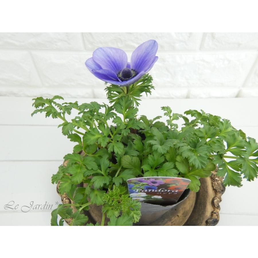 アネモネ Pandora（パンドラ）淡紫・一重咲き】秋〜春の花壇を彩る花色