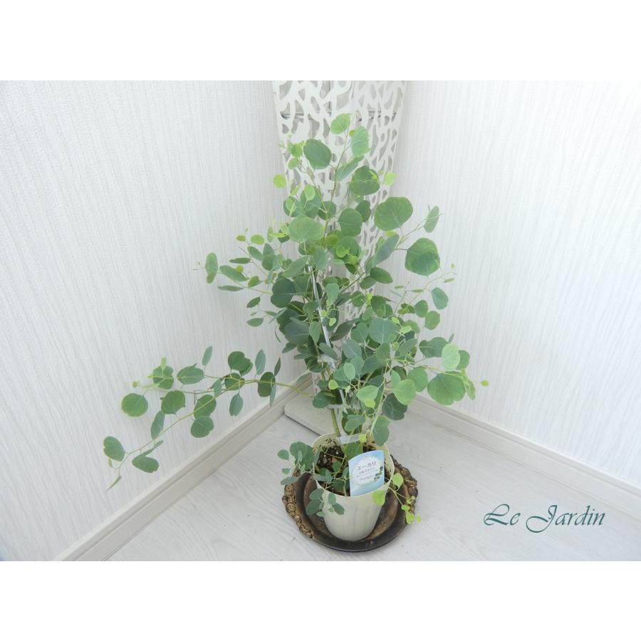 ユーカリ（ポポラス）】丸やハート型のシルバーリーフが可愛いユーカリ