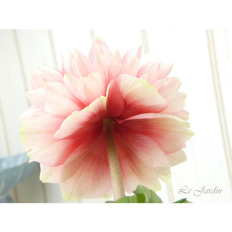 アネモネ（ダブルパステル・薄紅色）】秋〜春の花壇を彩る花色＆八重咲 