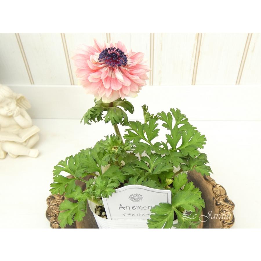 アネモネ（ダブルパステル・薄紅色）】秋〜春の花壇を彩る花色＆八重咲