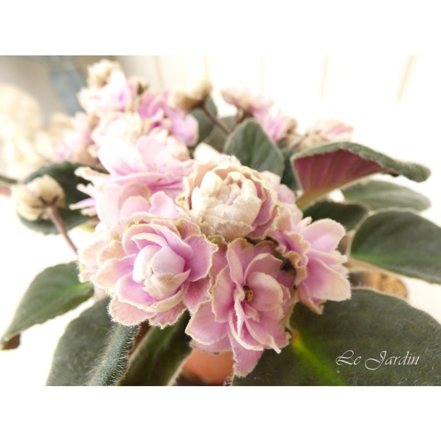 Takako タカコ】シュガーピンク×グリーンの八重咲き