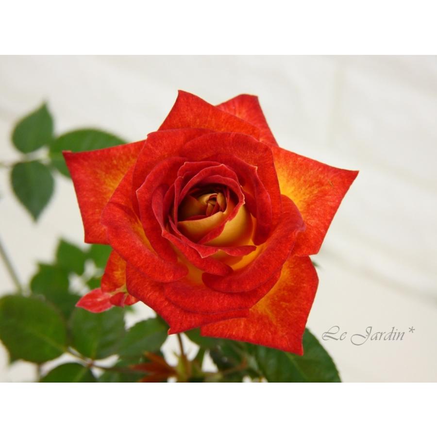 トロピカルサンセット】黄色にオレンジの覆輪が可愛いミニバラ