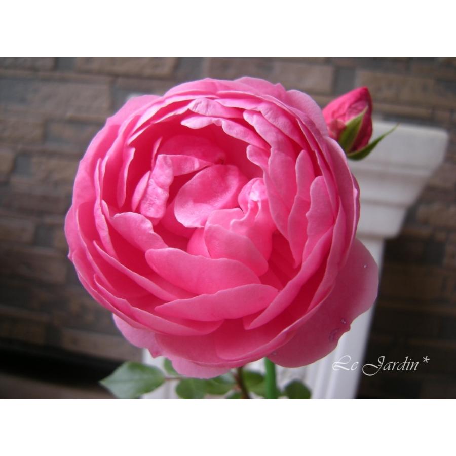 ポンポネッラ 新苗 ローズピンク ディープカップ咲きの可愛いつるバラ 四季咲き 472 Le Jardin 通販 Yahoo ショッピング