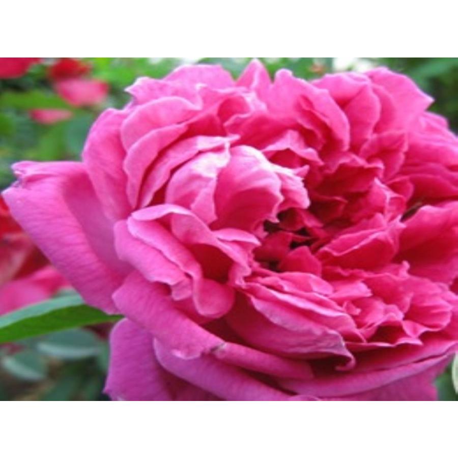 ツーヤンフェウ（紫燕飛舞）（新苗）】ローズピンクのオールドローズ