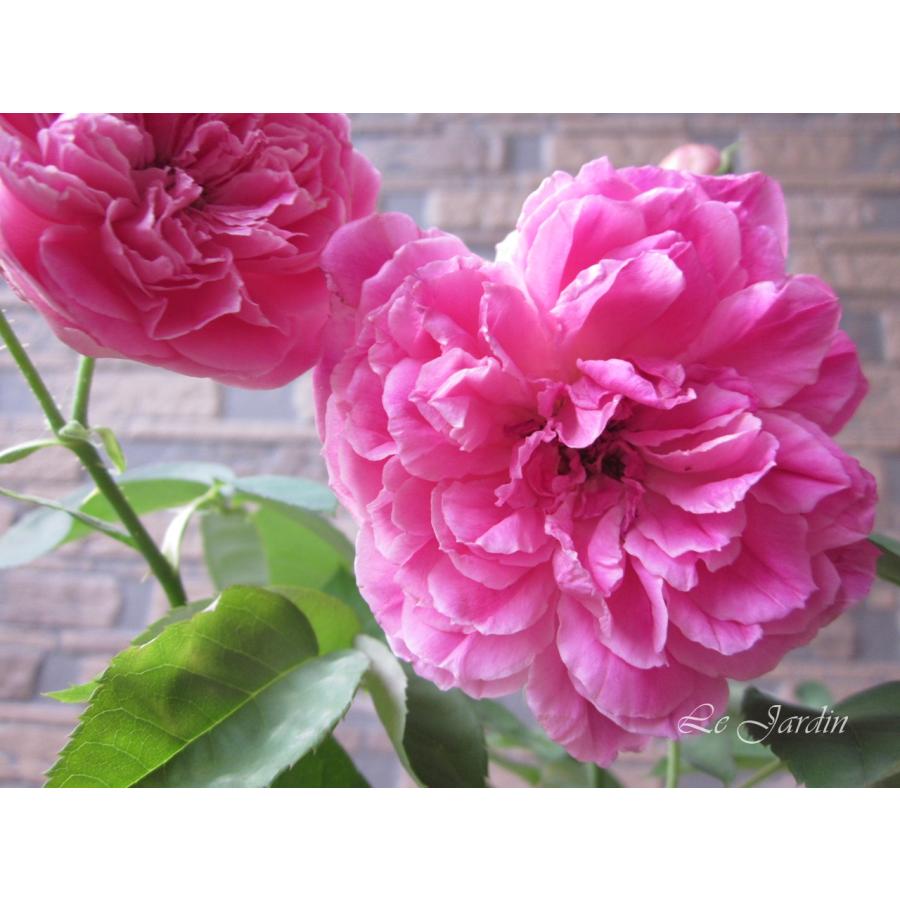 ツーヤンフェウ（紫燕飛舞）（新苗）】ローズピンクのオールドローズ