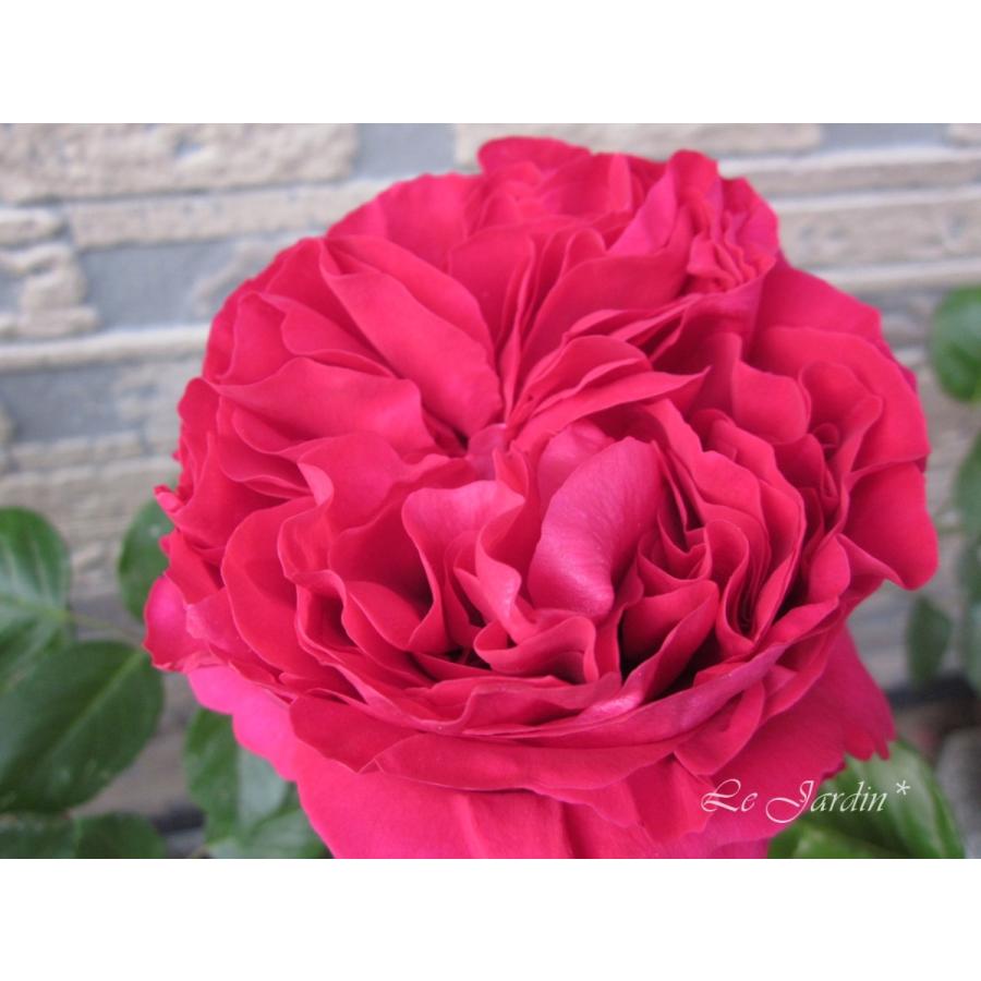 ルージュ ピエール ドゥ ロンサール 大苗 強香 クリムゾンレッドのつるバラ 四季咲き 4 5号角鉢 Cn6cbplhh2 Laoofficialgazette Gov La