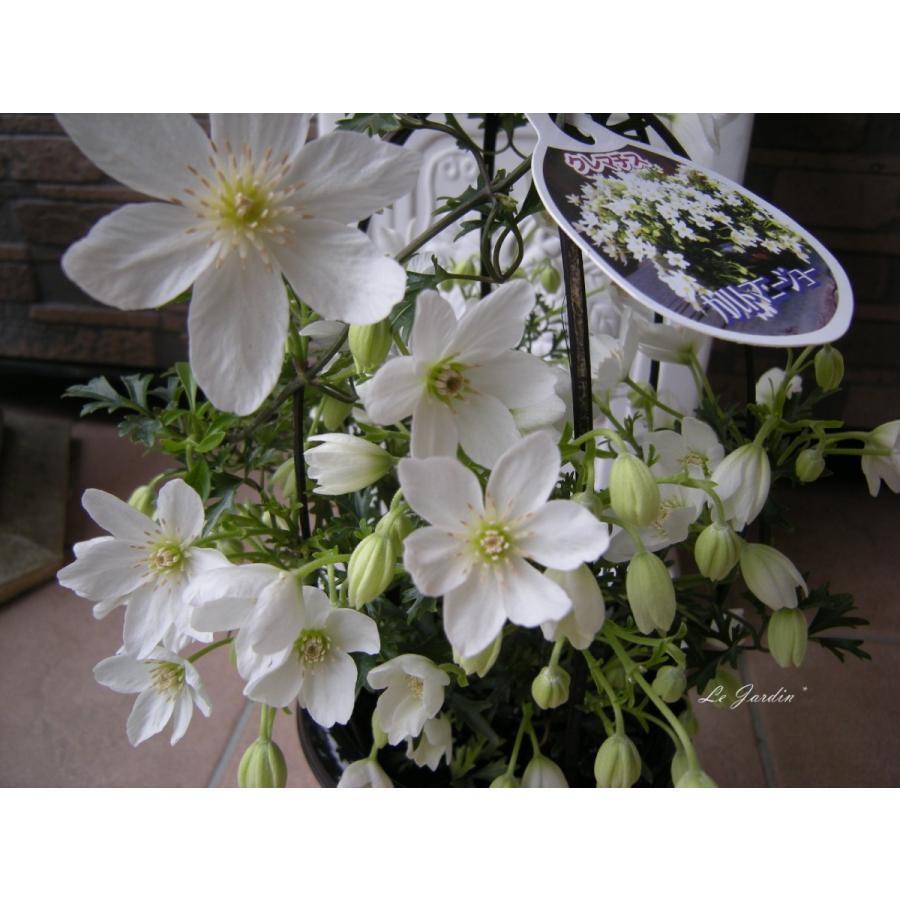 カルトマニージョー（アーチ仕立て・開花株）】フォステリー系常緑