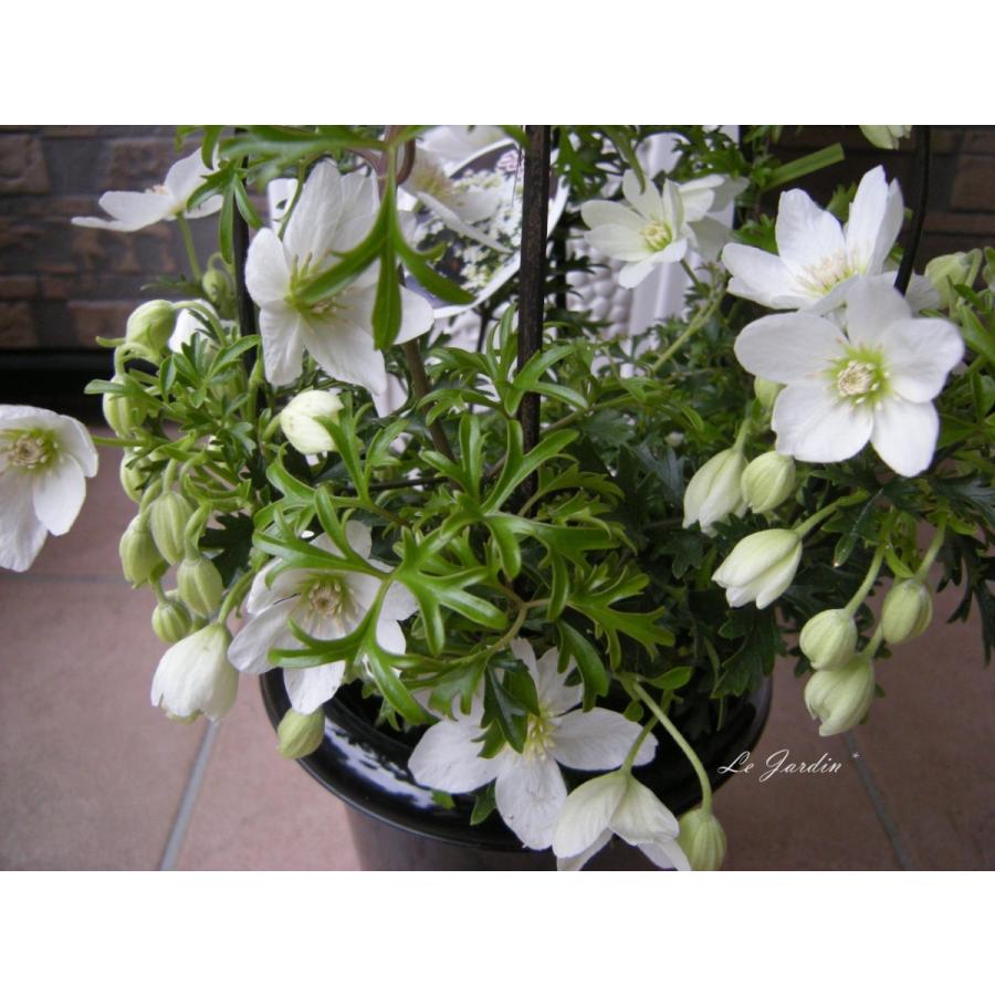 カルトマニージョー（アーチ仕立て・開花株）】フォステリー系常緑