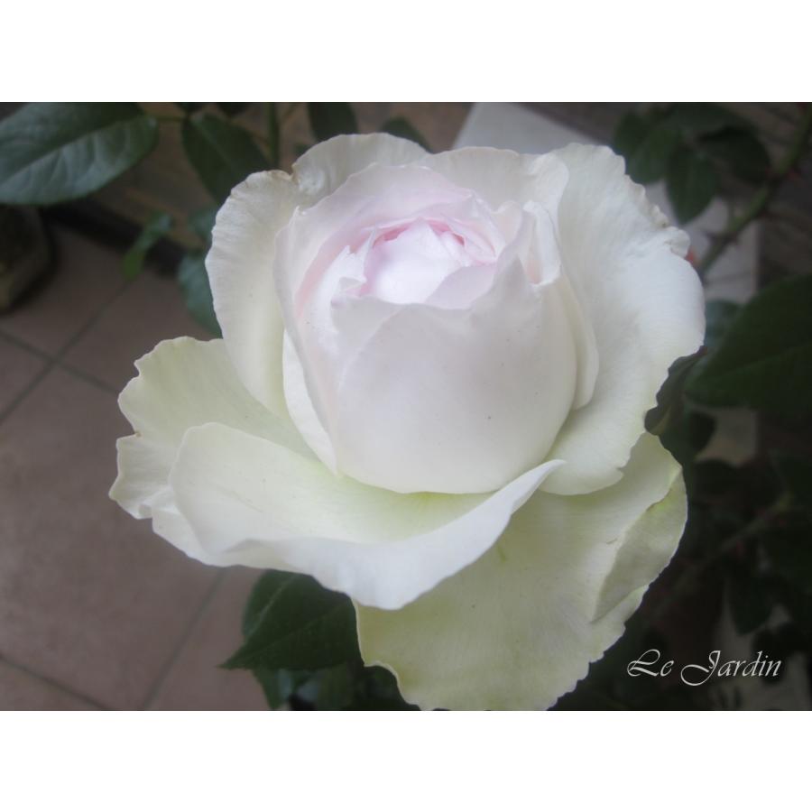 ボレロ 新苗 強香 純白のロゼット咲きのバラ 四季咲き ｆｌ フロリバンダ 863 Le Jardin 通販 Yahoo ショッピング