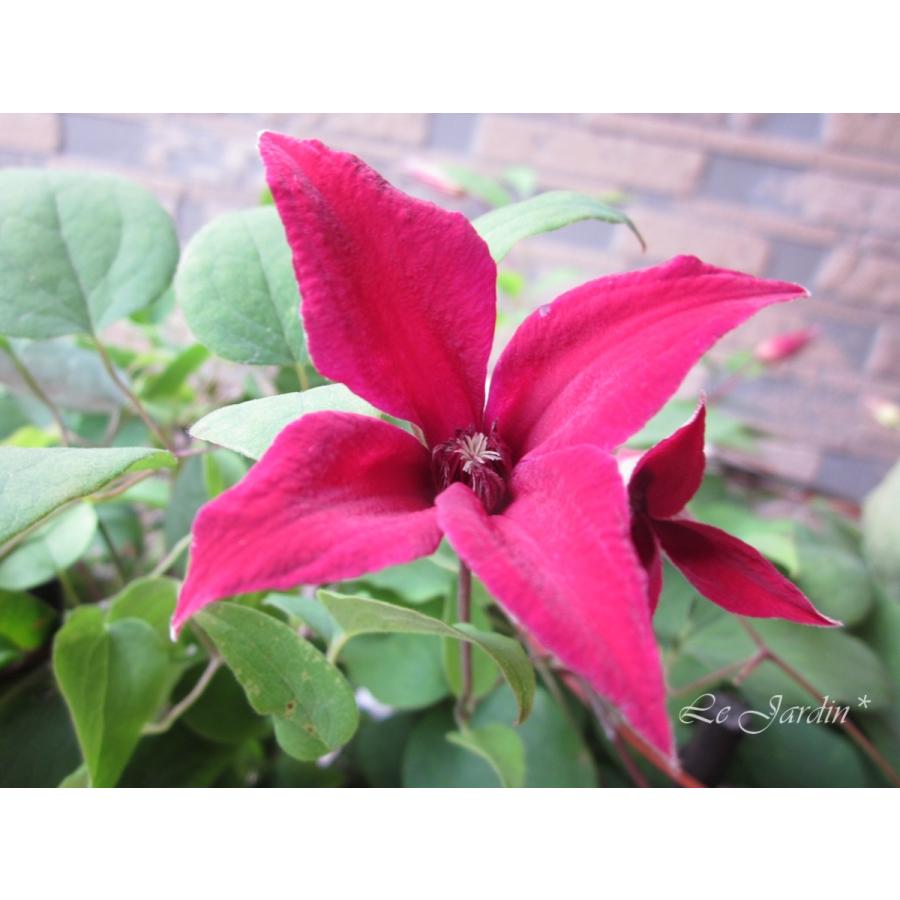 赤色チュウリップ咲きクレマチス クレマチス・ナーセリー 及川フラグリーン Clematis Nursery Oikawa