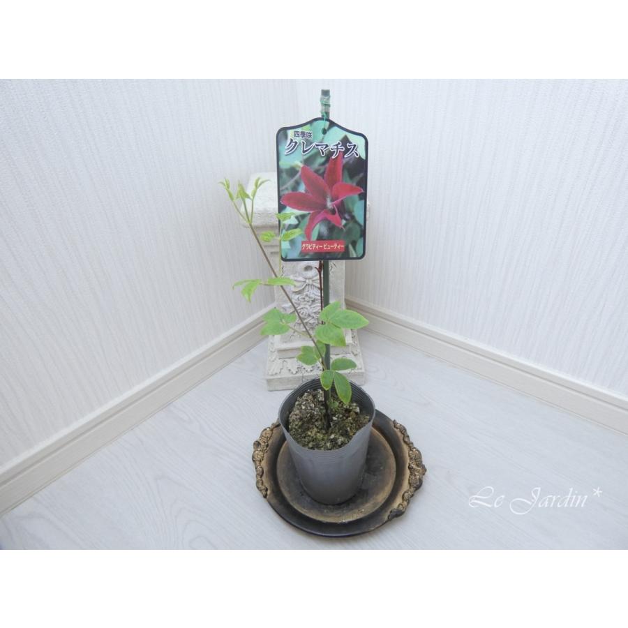 グラビティービューティー】濃赤のチューリップ型クレマチス（四季咲き