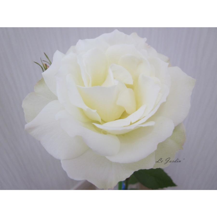 エーデルワイス（新苗）】アイボリーホワイトのバラ・四季咲きFL