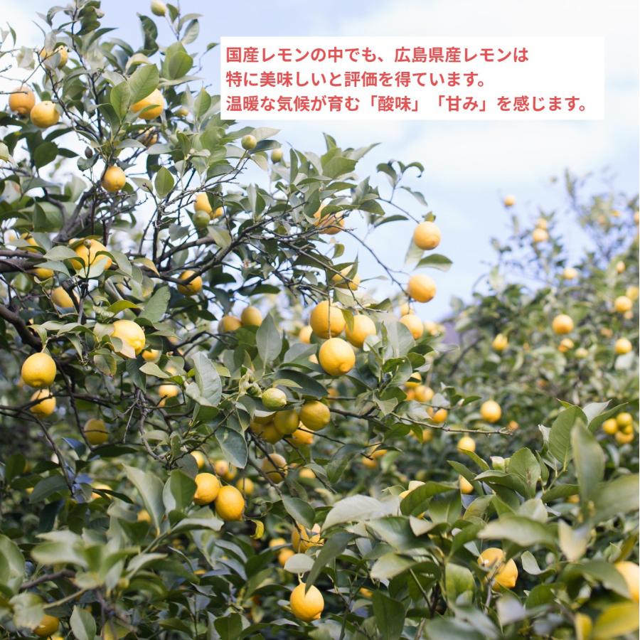 広島県産レモン【B】わけあり　2kg　キズあり　送料無料　柑橘栽培に適した瀬戸内海　瀬戸内産　季節により薫り・美味しさの違いをお楽しみに！｜lemonya-masuda｜02