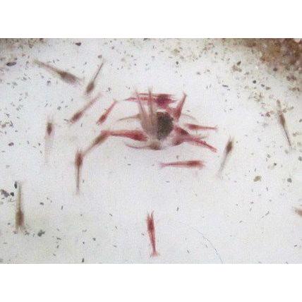 癒しエビ/ピクシーシュリンプ　活力エサ |  | 01