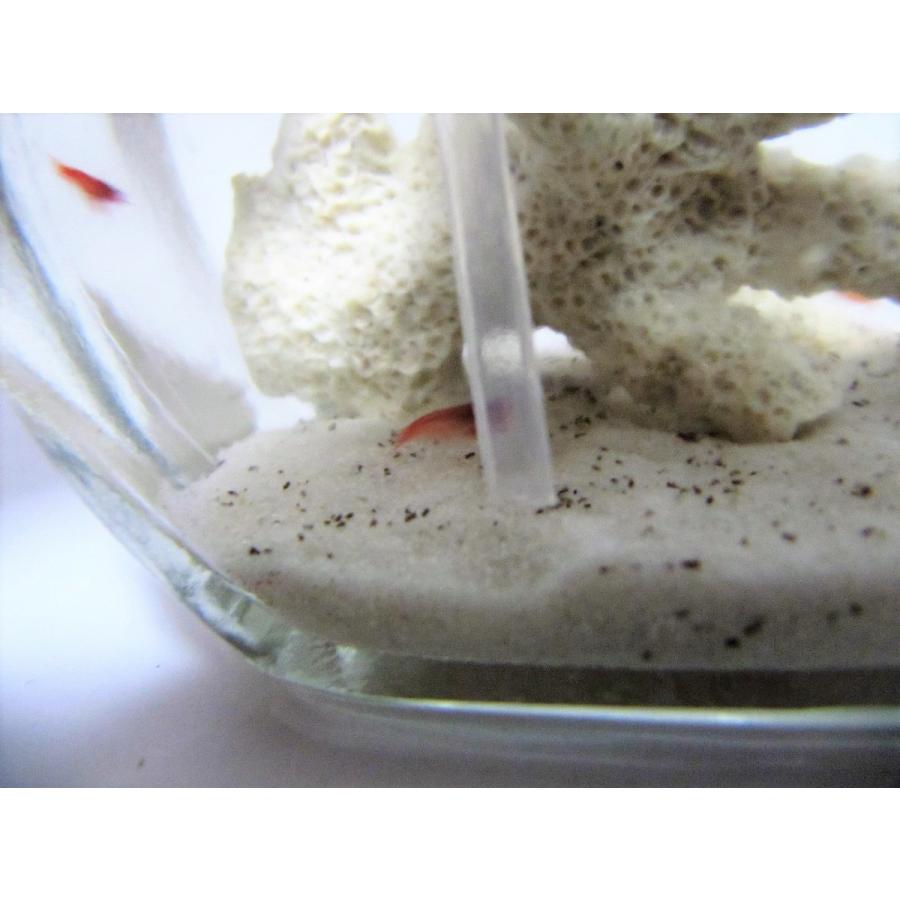 ピクシーシュリンプ 癒しエビ用最適 スポイト L-スポイト |  | 02