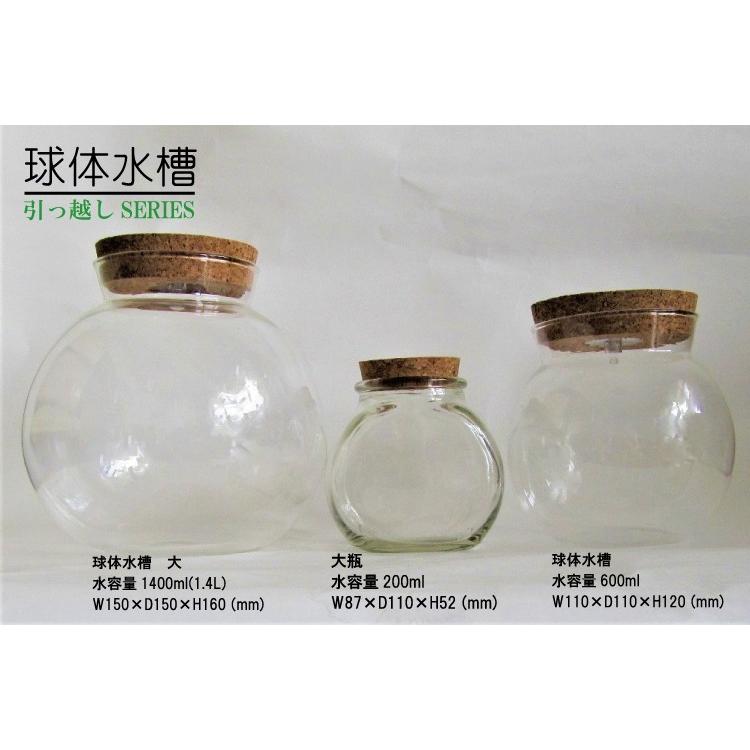 Ledライト付き球体水槽 ピクシーシュリンプ７匹 Kyuutai1 Lenpro Shop 通販 Yahoo ショッピング