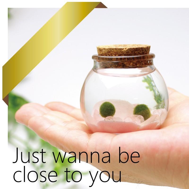 感謝価格 まりも ローズクオ ツ入り